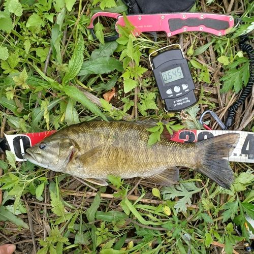 スモールマウスバスの釣果