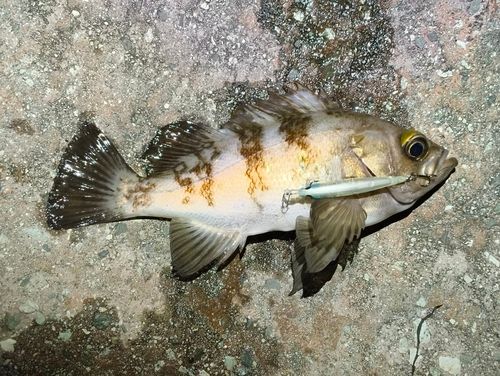 シロメバルの釣果