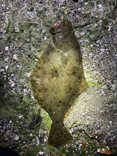 ヒラメの釣果