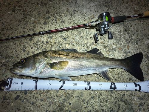 シーバスの釣果
