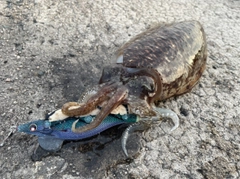 コウイカの釣果