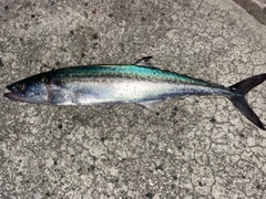 サゴシの釣果