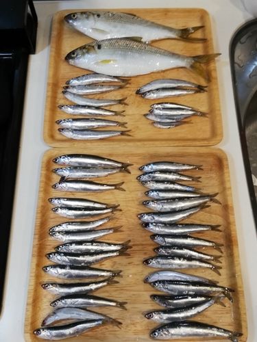 カタクチイワシの釣果