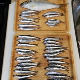 カタクチイワシ