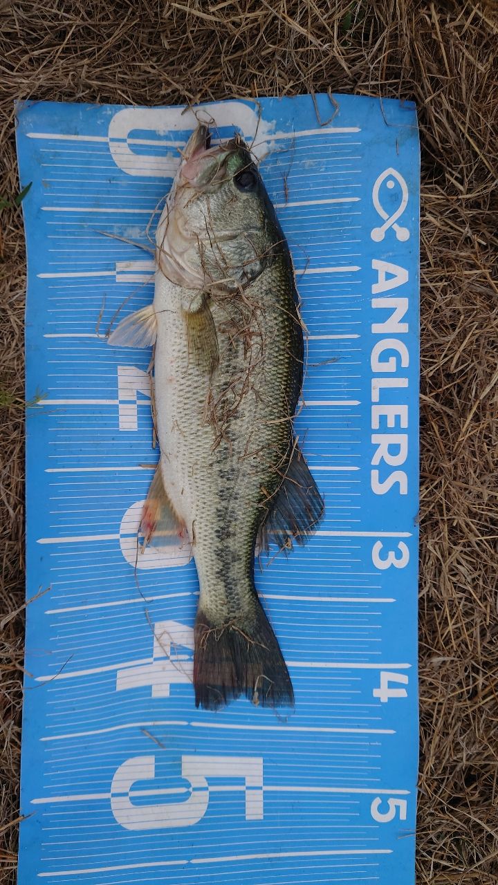 ブラックバスの釣果写真