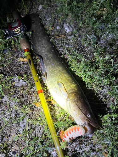 ナマズの釣果
