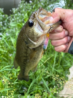 ラージマウスバスの釣果