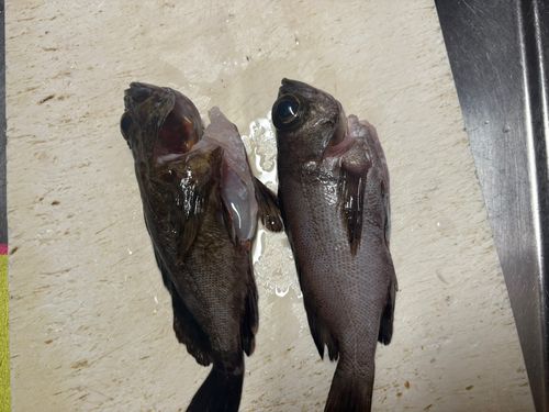 メバルの釣果