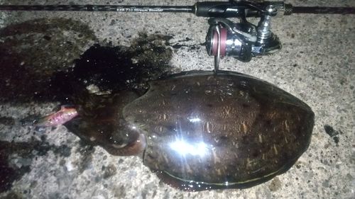 コウイカの釣果