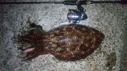 コウイカの釣果