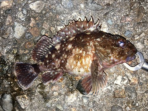 カサゴの釣果