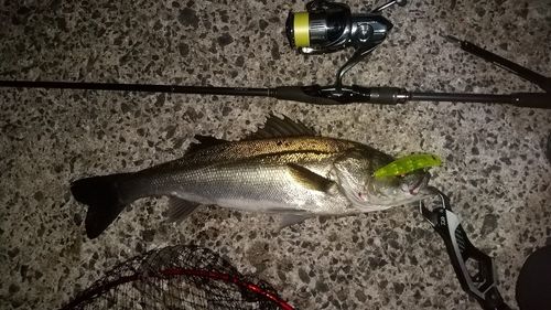 シーバスの釣果