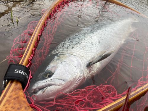 サクラマスの釣果
