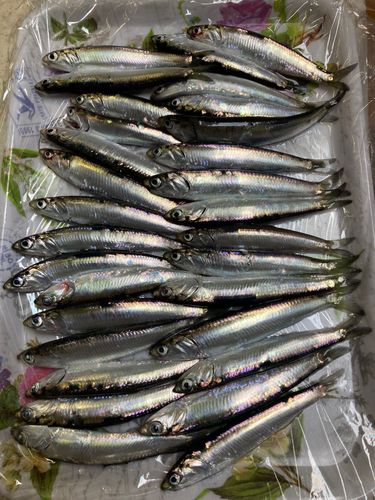カタクチイワシの釣果