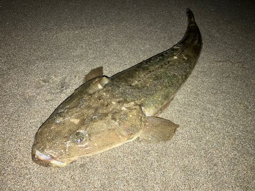 マゴチの釣果