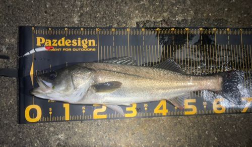 シーバスの釣果