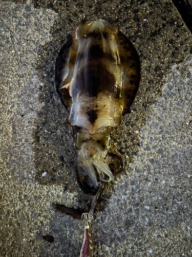 アオリイカの釣果