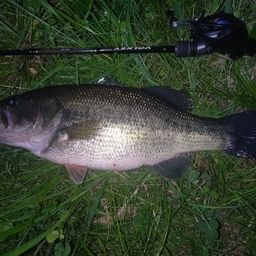 ラージマウスバス