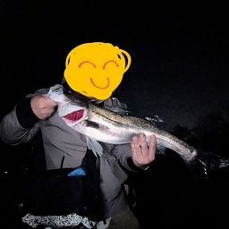スズキ