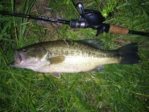 ラージマウスバスの釣果