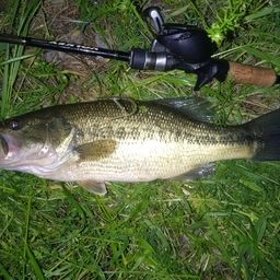 ラージマウスバス