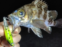 メバルの釣果