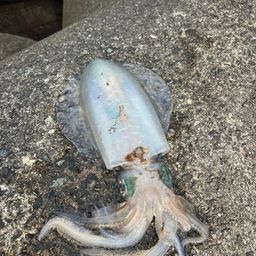 アオリイカ