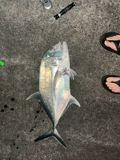 ギンガメアジの釣果