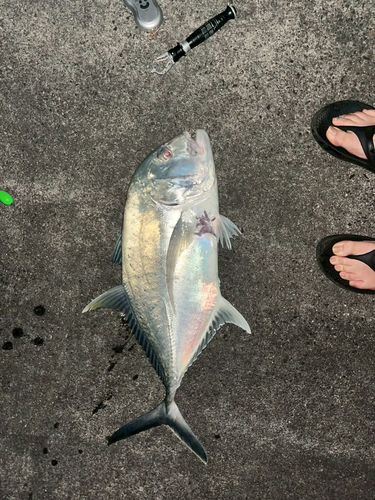 ギンガメアジの釣果