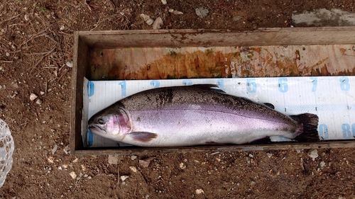 トラウトの釣果