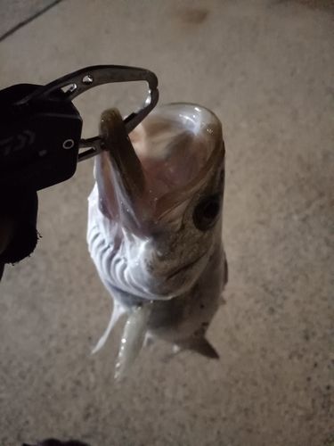スズキの釣果