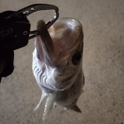 スズキ