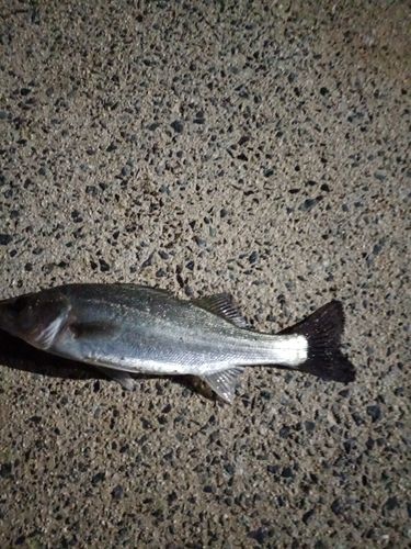 スズキの釣果