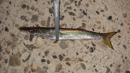 カマスの釣果