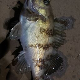 アカメバル