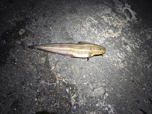 ゴンズイの釣果