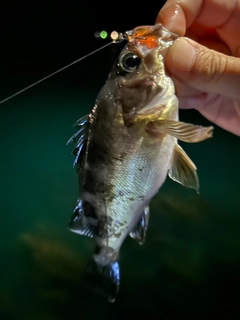 メバルの釣果