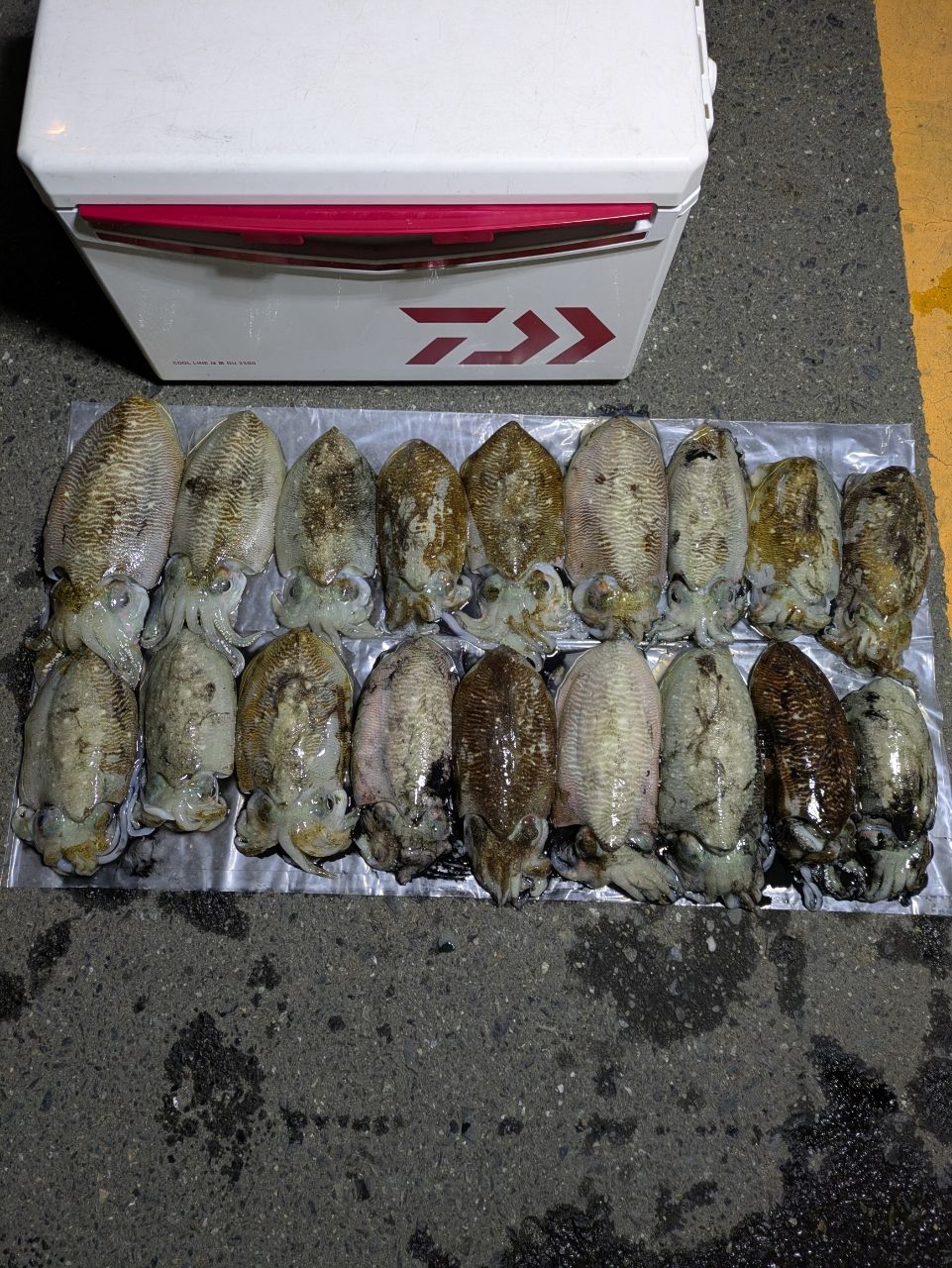 コウイカ