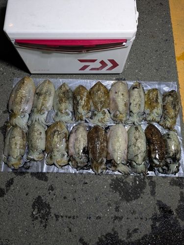 コウイカの釣果