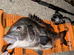 クロダイの釣果