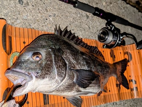クロダイの釣果