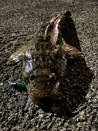 マゴチの釣果