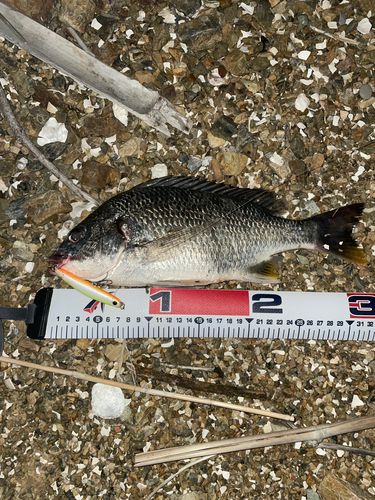 キビレの釣果