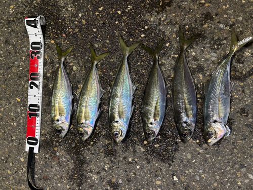 アジの釣果