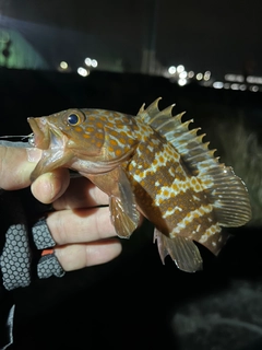 キジハタの釣果