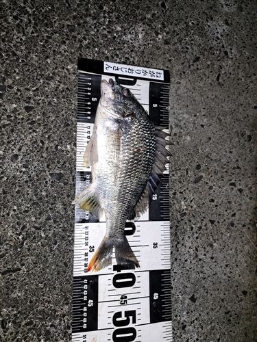 キビレの釣果