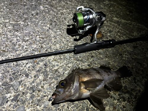 シロメバルの釣果