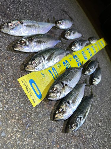 アジの釣果