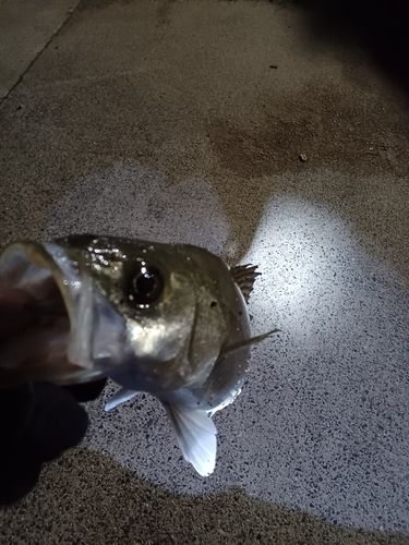 スズキの釣果