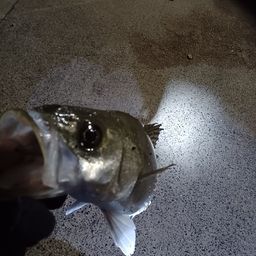 スズキ